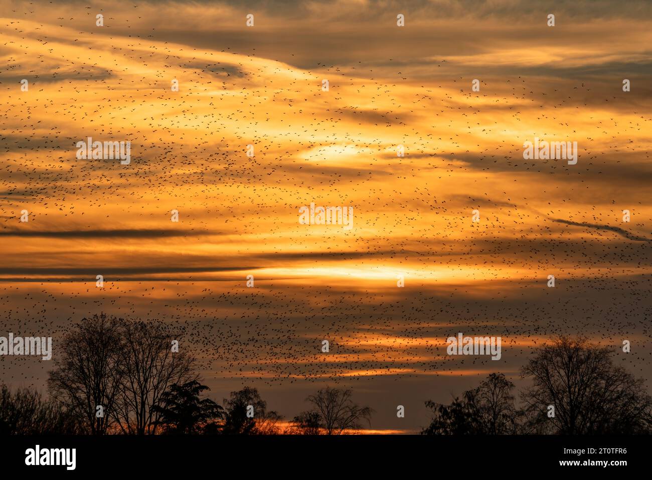 Schöne große Schar von Starnen. In den Niederlanden fliegen Vögel. Starling-Murrationen. Stockfoto