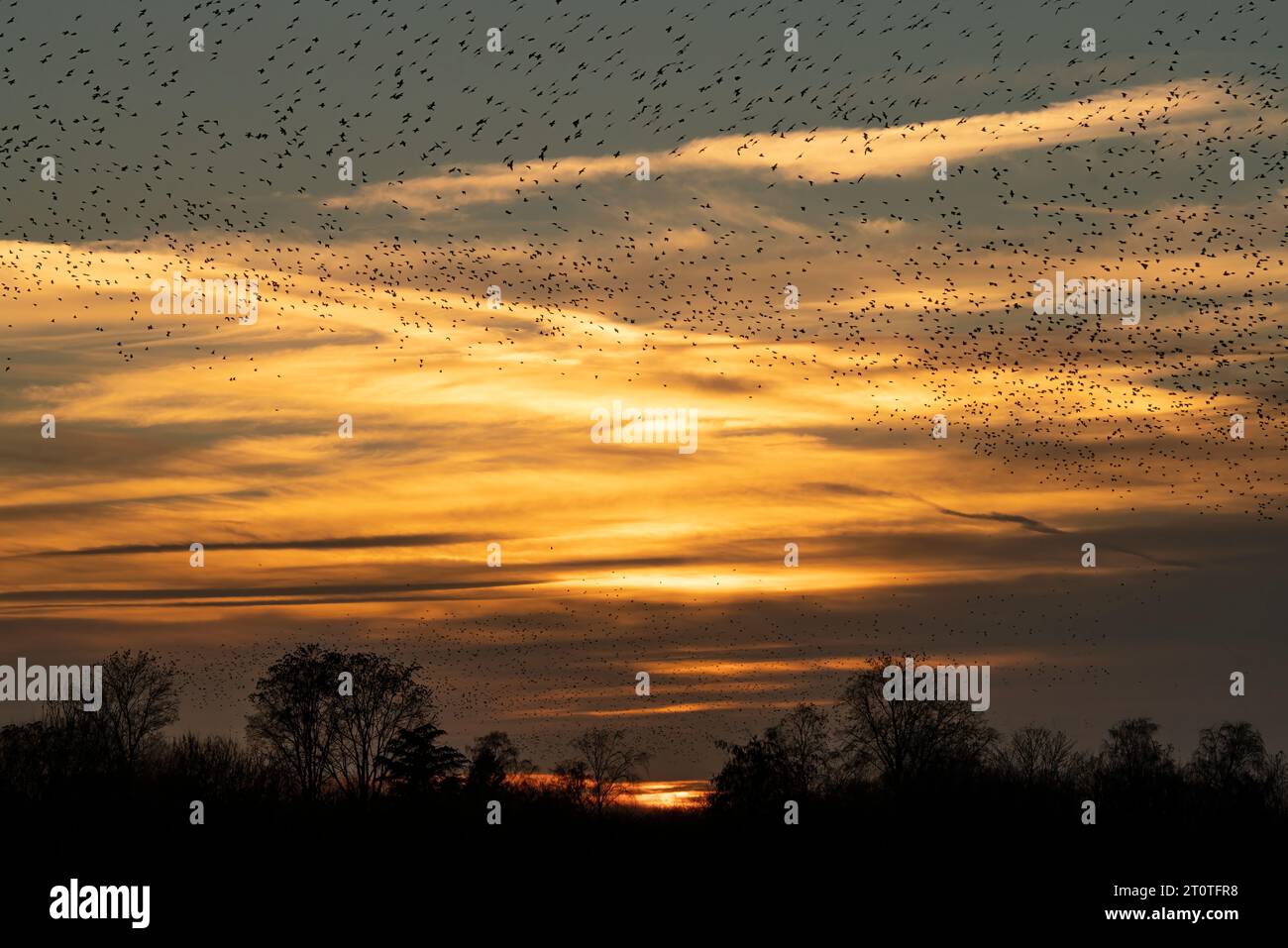 Schöne große Schar von Starnen. In den Niederlanden fliegen Vögel. Starling-Murrationen. Stockfoto