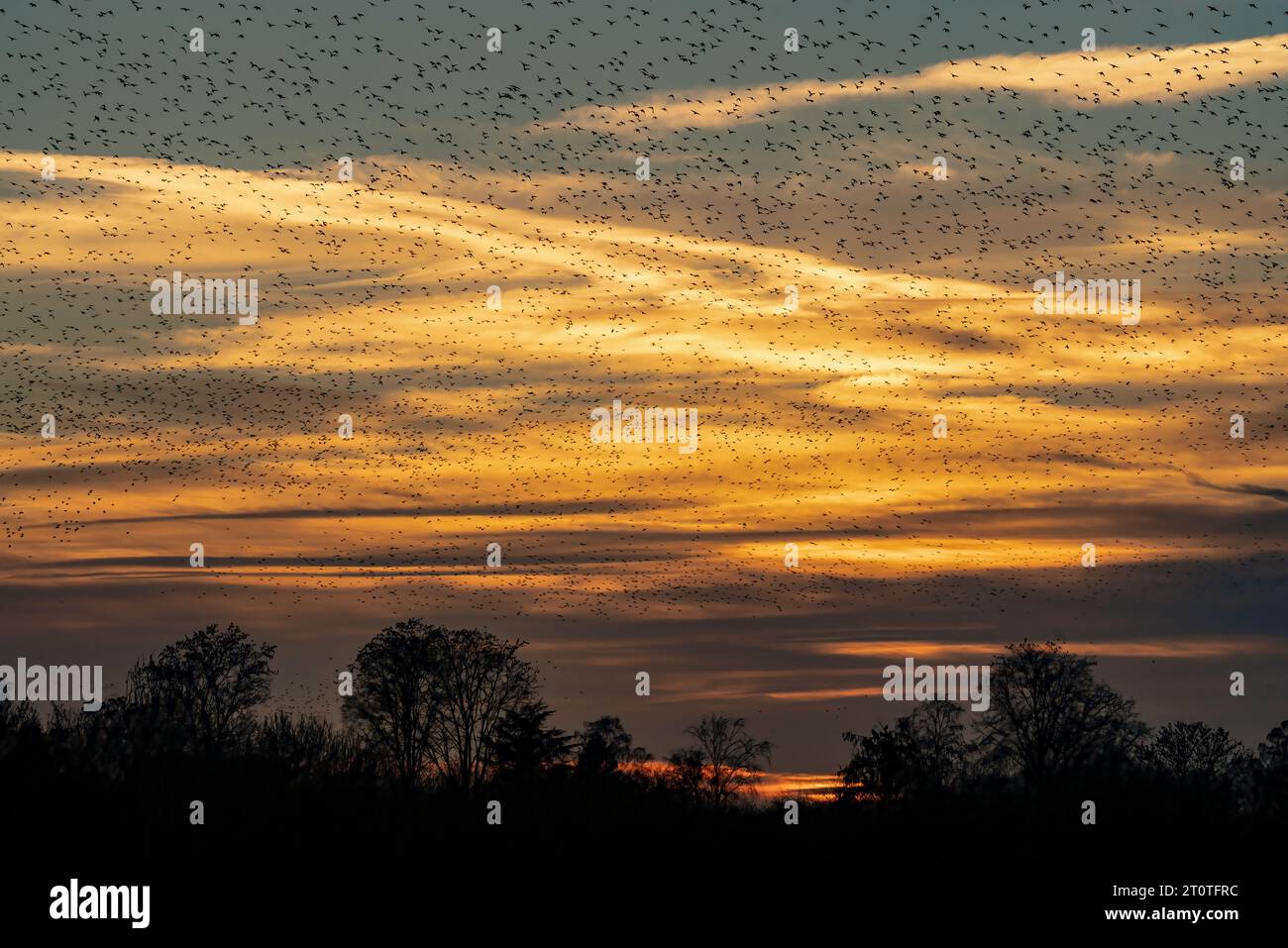 Schöne große Schar von Starnen. In den Niederlanden fliegen Vögel. Starling-Murrationen. Stockfoto