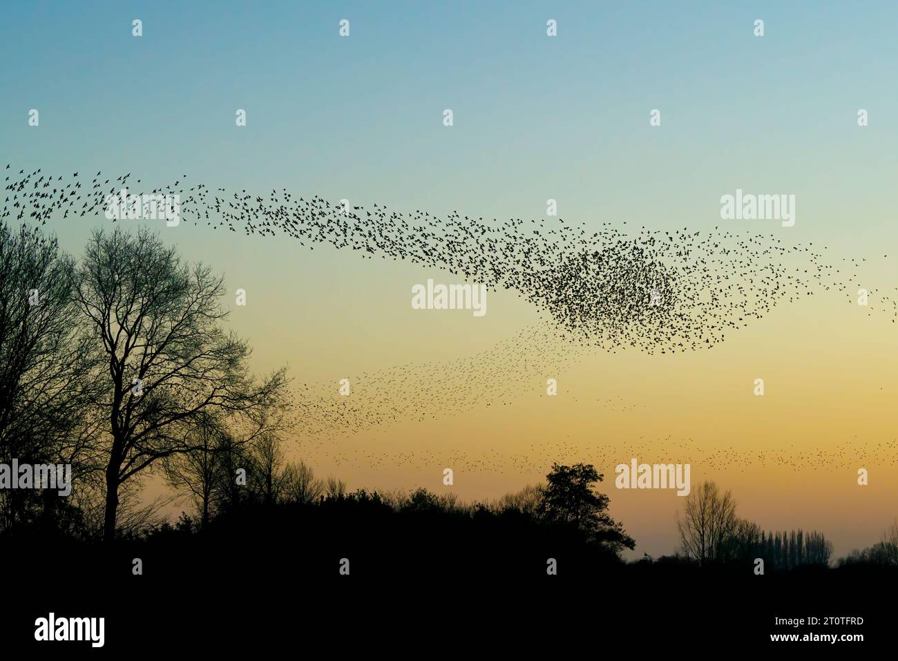 Schöne große Schar von Starnen. In den Niederlanden fliegen Vögel. Starling-Murrationen. Stockfoto