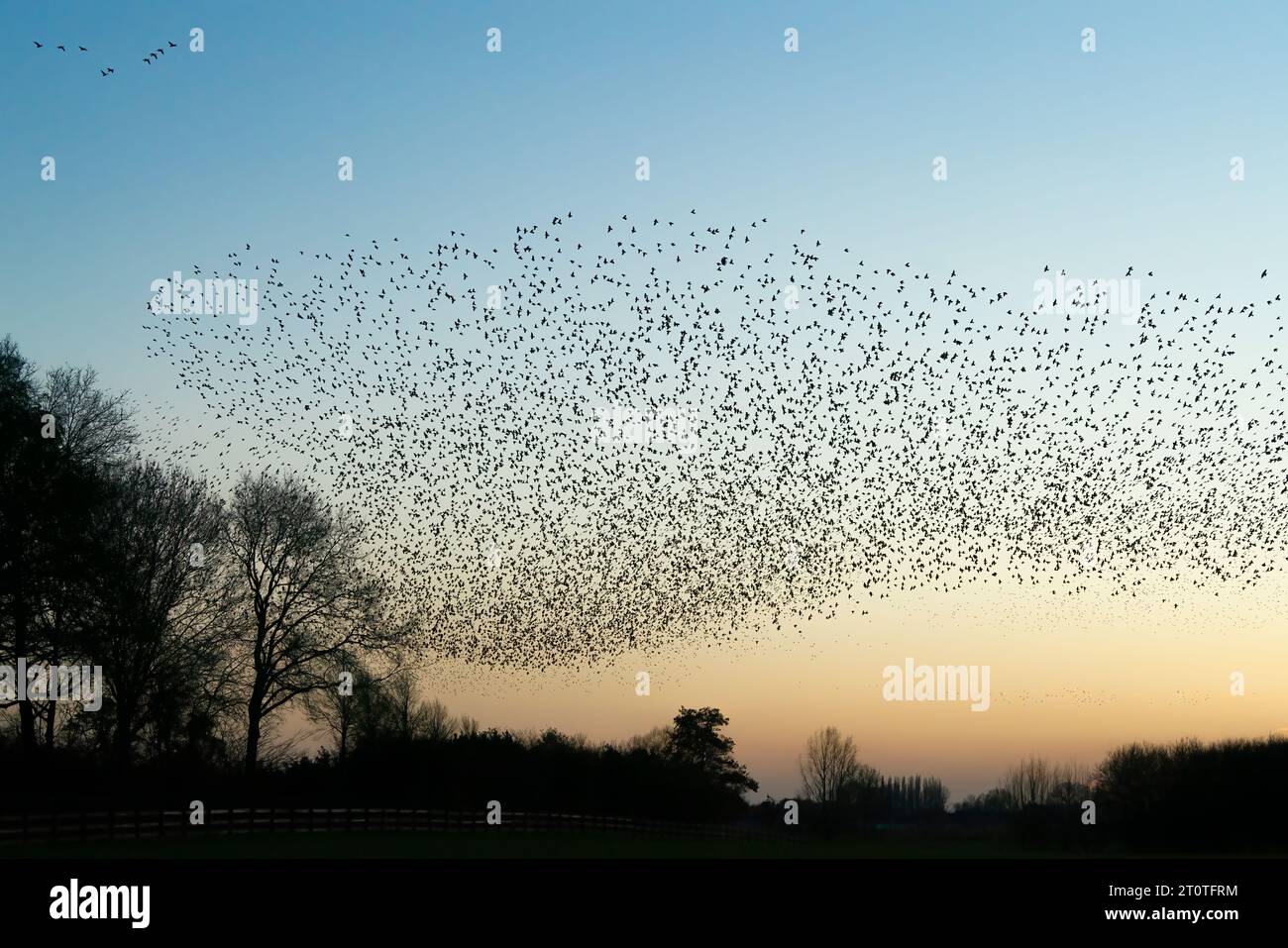 Schöne große Schar von Starnen. In den Niederlanden fliegen Vögel. Starling-Murrationen. Stockfoto