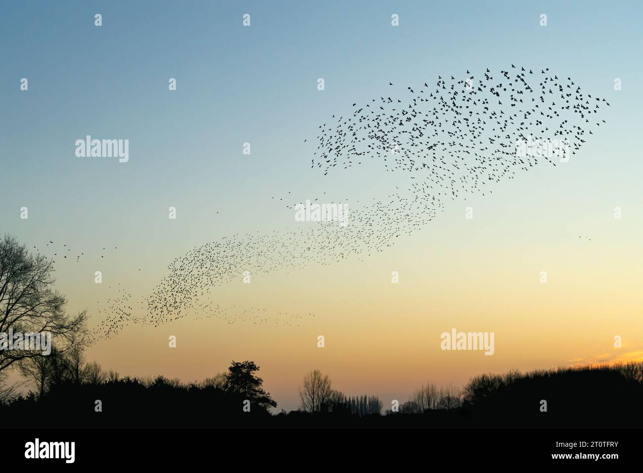 Schöne große Schar von Starnen. In den Niederlanden fliegen Vögel. Starling-Murrationen. Stockfoto