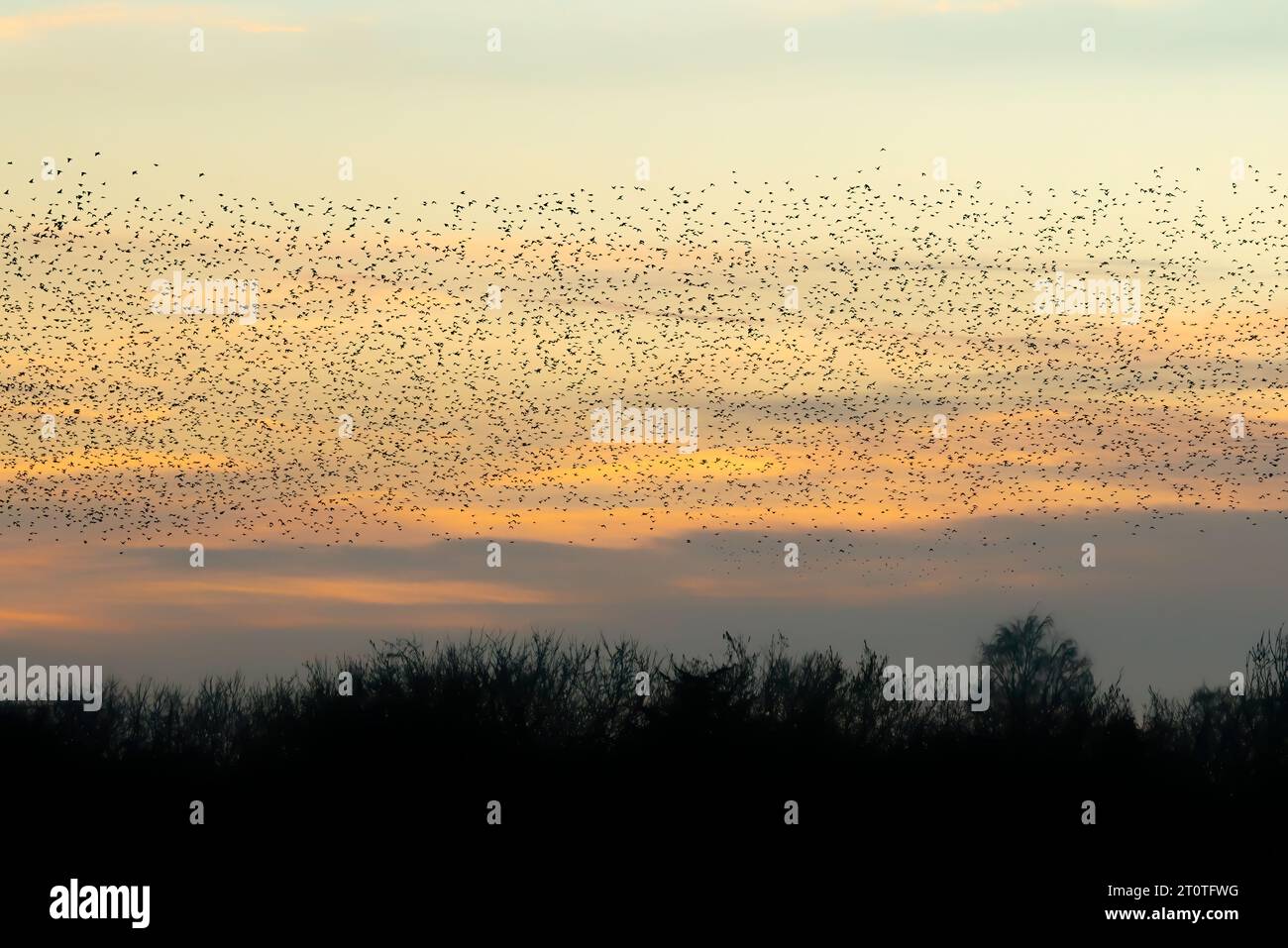 Schöne große Schar von Starnen. In den Niederlanden fliegen Vögel. Starling-Murrationen. Stockfoto