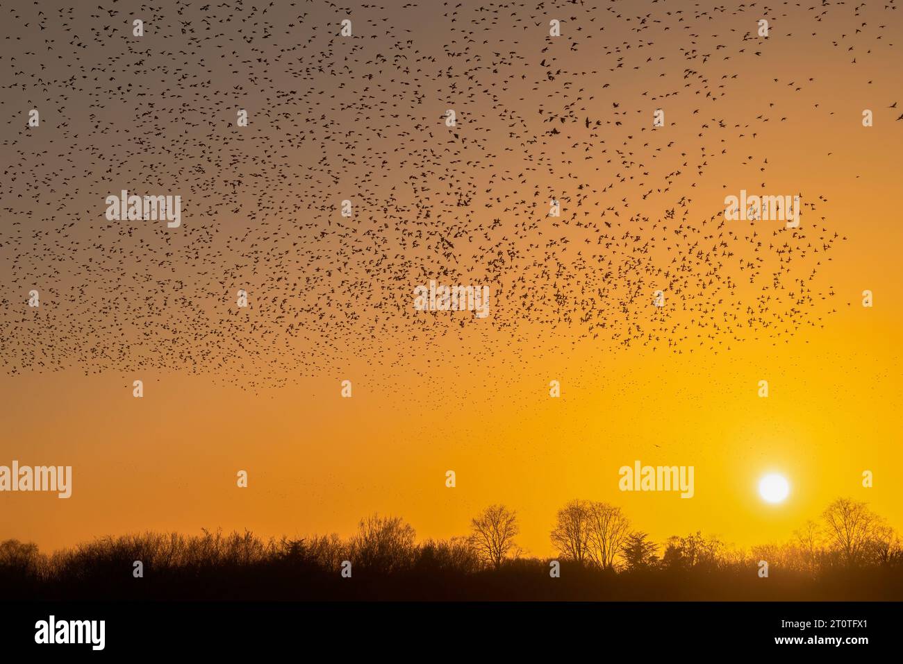 Schöne große Schar von Starnen. In den Niederlanden fliegen Vögel. Starling-Murrationen. Stockfoto