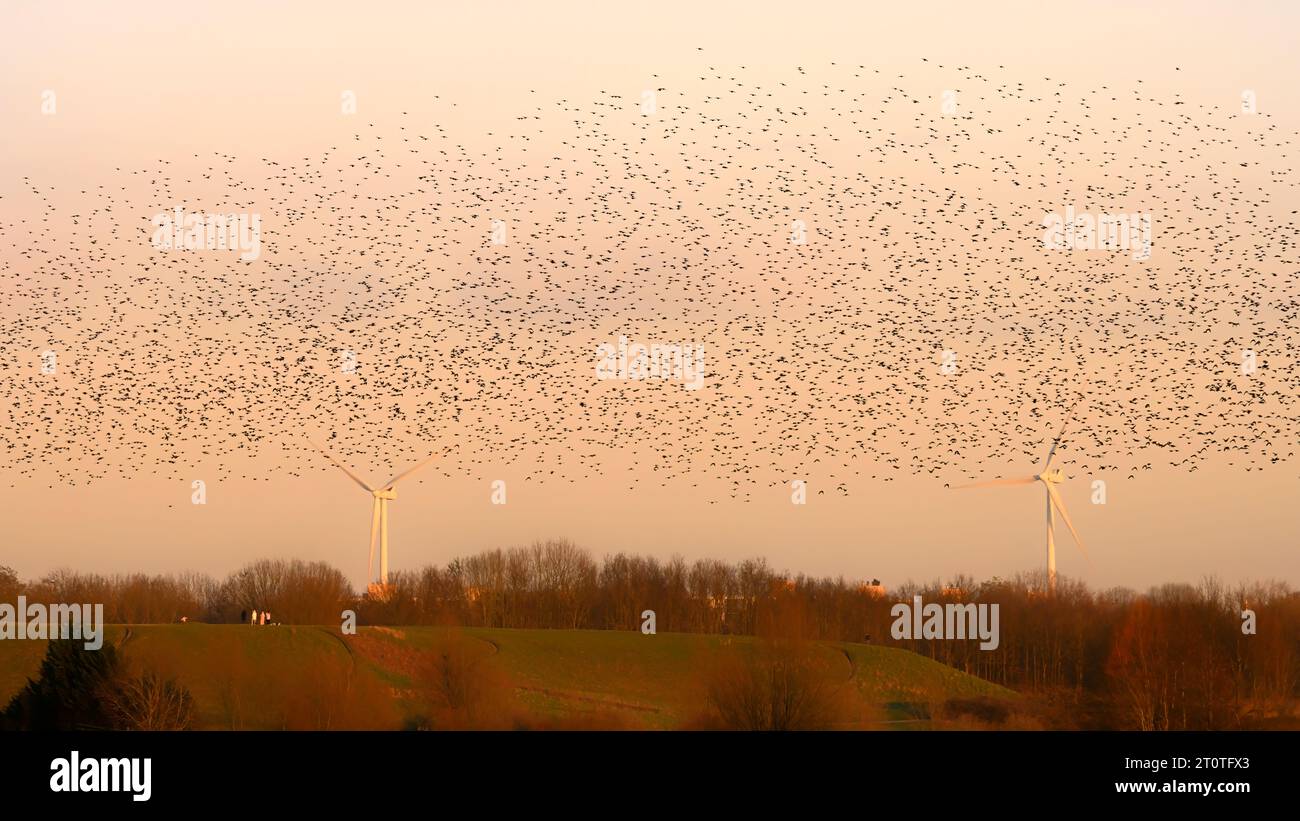 Schöne große Schar von Starnen. In den Niederlanden fliegen Vögel. Starling-Murrationen. Stockfoto