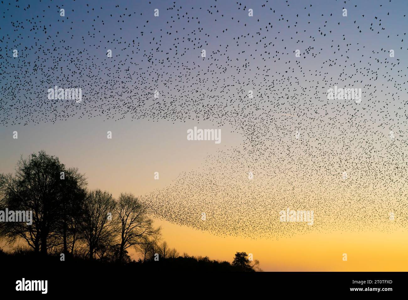 Schöne große Schar von Starnen. In den Niederlanden fliegen Vögel. Starling-Murrationen. Stockfoto