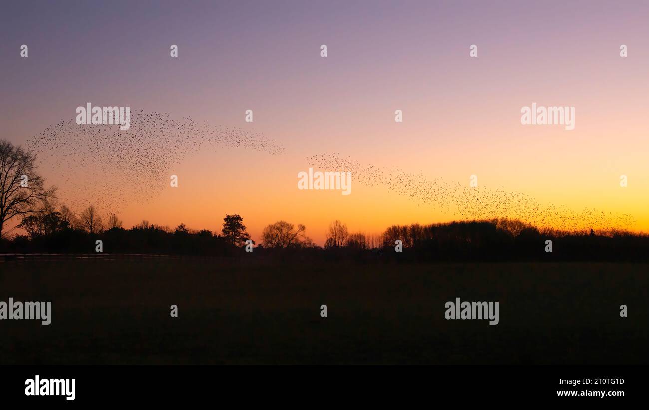 Schöne große Schar von Starnen. In den Niederlanden fliegen Vögel. Starling-Murrationen. Gelderland in den Niederlanden. Stockfoto