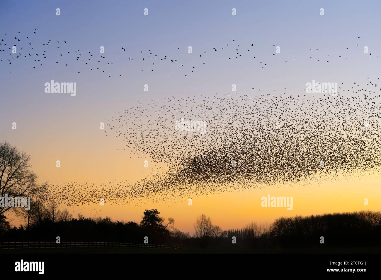 Schöne große Schar von Starnen. In den Niederlanden fliegen Vögel. Starling-Murrationen. Gelderland in den Niederlanden. Stockfoto