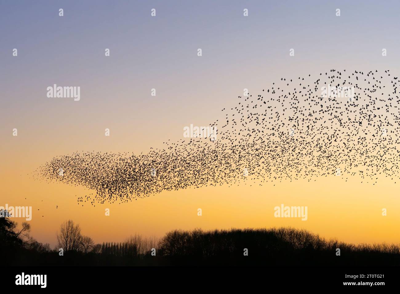 Schöne große Schar von Starnen. In den Niederlanden fliegen Vögel. Starling-Murrationen. Gelderland in den Niederlanden. Stockfoto