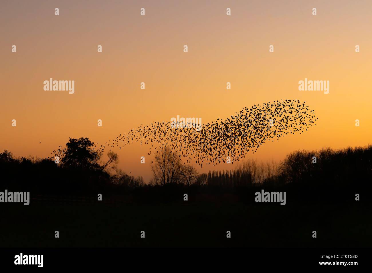 Schöne große Schar von Starnen. In den Niederlanden fliegen Vögel. Starling-Murrationen. Gelderland in den Niederlanden. Stockfoto