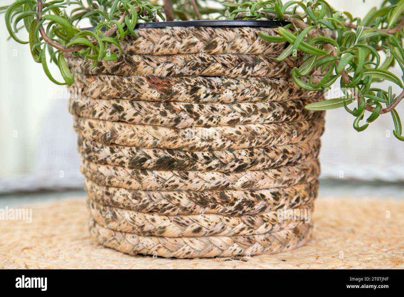 Schimmelbildung auf natürlichem Schilfmaterial Blumentopf draußen auf dem Balkon zu Hause, zu feuchtes Wetter. Stockfoto