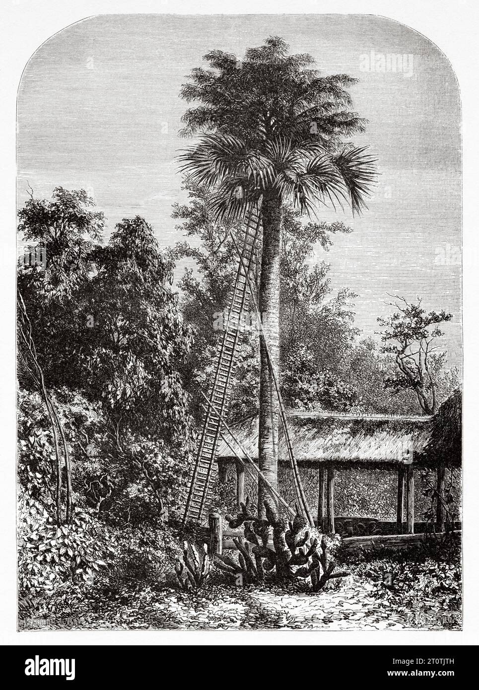 Latanier Palme, Andamanen- und Nikobar-Inseln, Südindien, Indischer Ozean. Alter Stich aus dem 19. Jahrhundert aus Le Tour du Monde 1860 Stockfoto