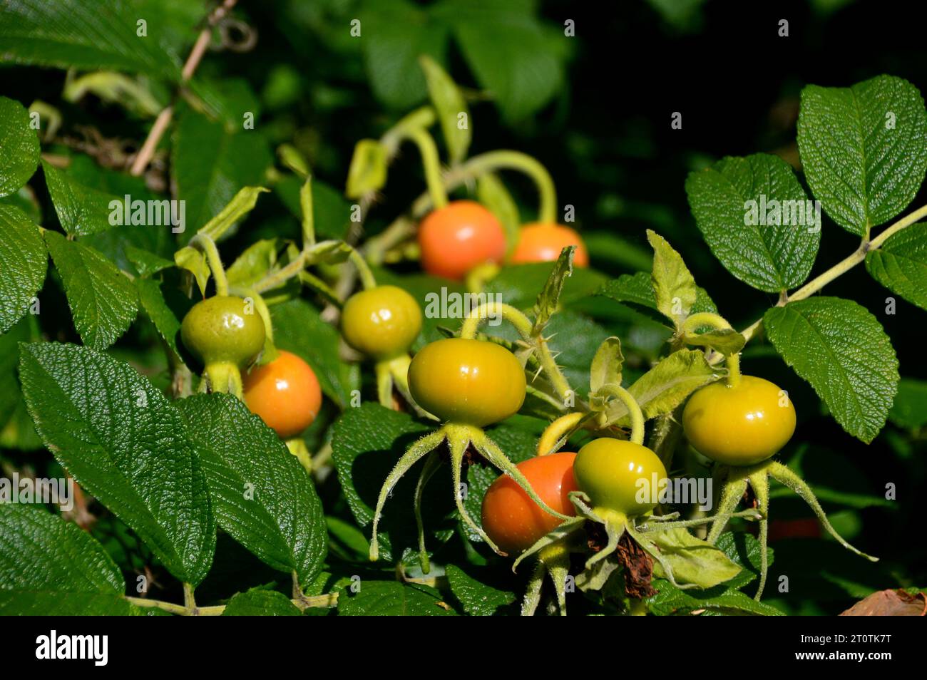 Wild Rose Hips 'Seed Pods' von Wildrosen (Sträucherrose), die in einem Cottage Garden in Salisbury, Wiltshire, England, Großbritannien angebaut werden. Stockfoto