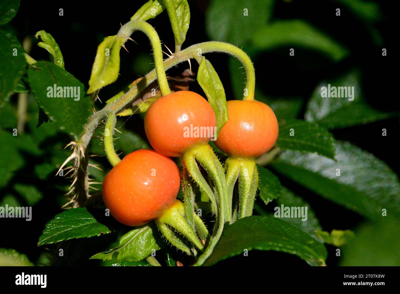 Wild Rose Hips 'Seed Pods' von Wildrosen (Sträucherrose), die in einem Cottage Garden in Salisbury, Wiltshire, England, Großbritannien angebaut werden. Stockfoto