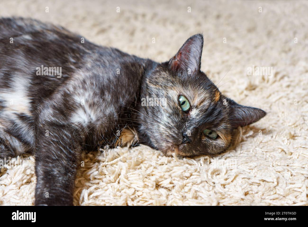 Haustier Schildpatt, dunkle dreifarbige Katze liegt auf dem Teppich im Zimmer. Glückliches Haustier schläft, schläft, ruht sich aus, entspannt sich im Haus. Stockfoto