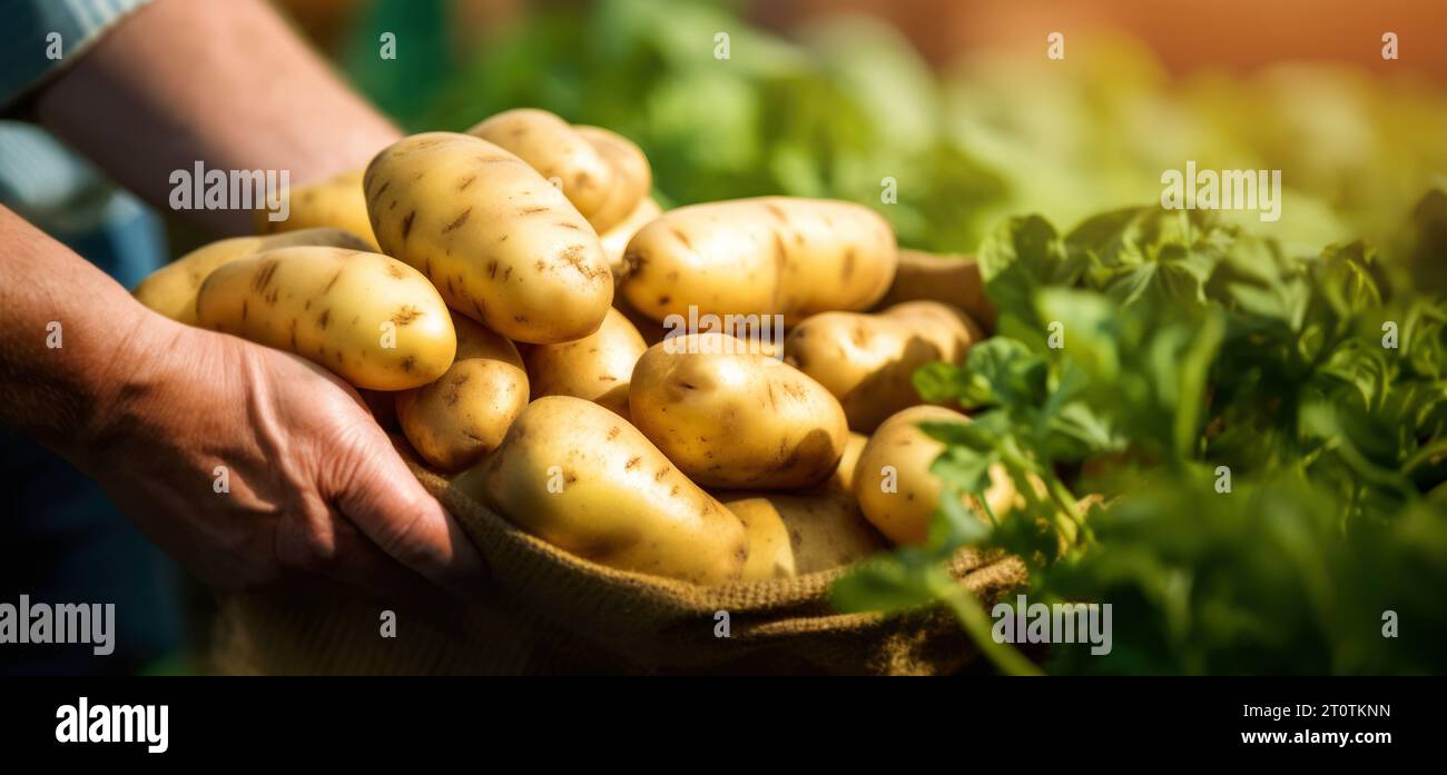 Landwirt, der Kartoffeln auf dem Bauernmarkt verkauft. Frische Bio-Lebensmittel. Banner mit Kopierbereich Stockfoto