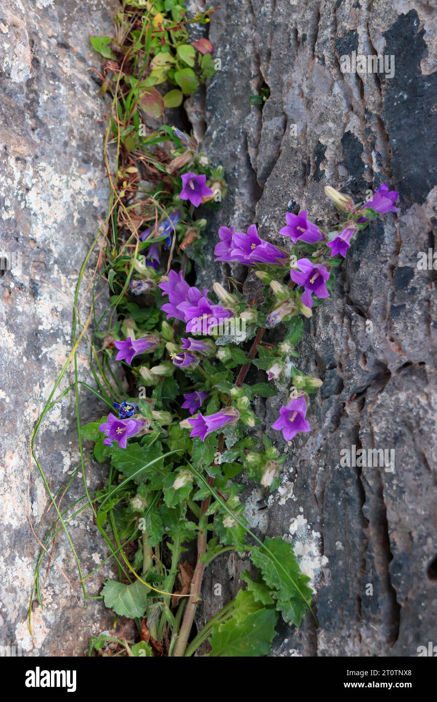 Purple Campanula trachelium, eine Brennnesselblättrige Glockenblume, die zwischen Steinrissen wächst Stockfoto