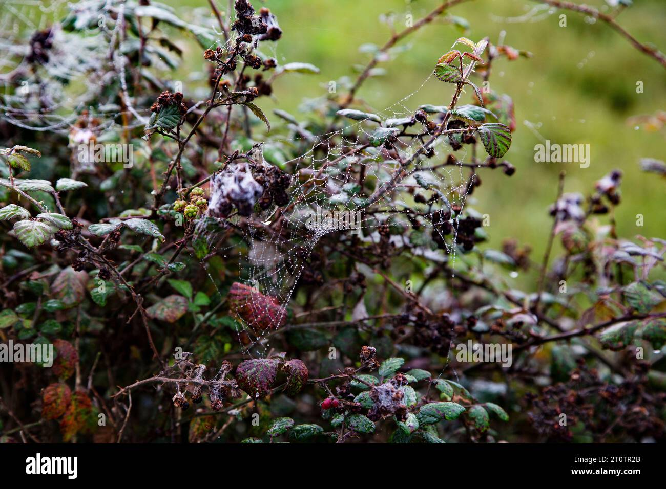 Wunder der hecke Fotos und Bildmaterial in hoher Auflösung Alamy