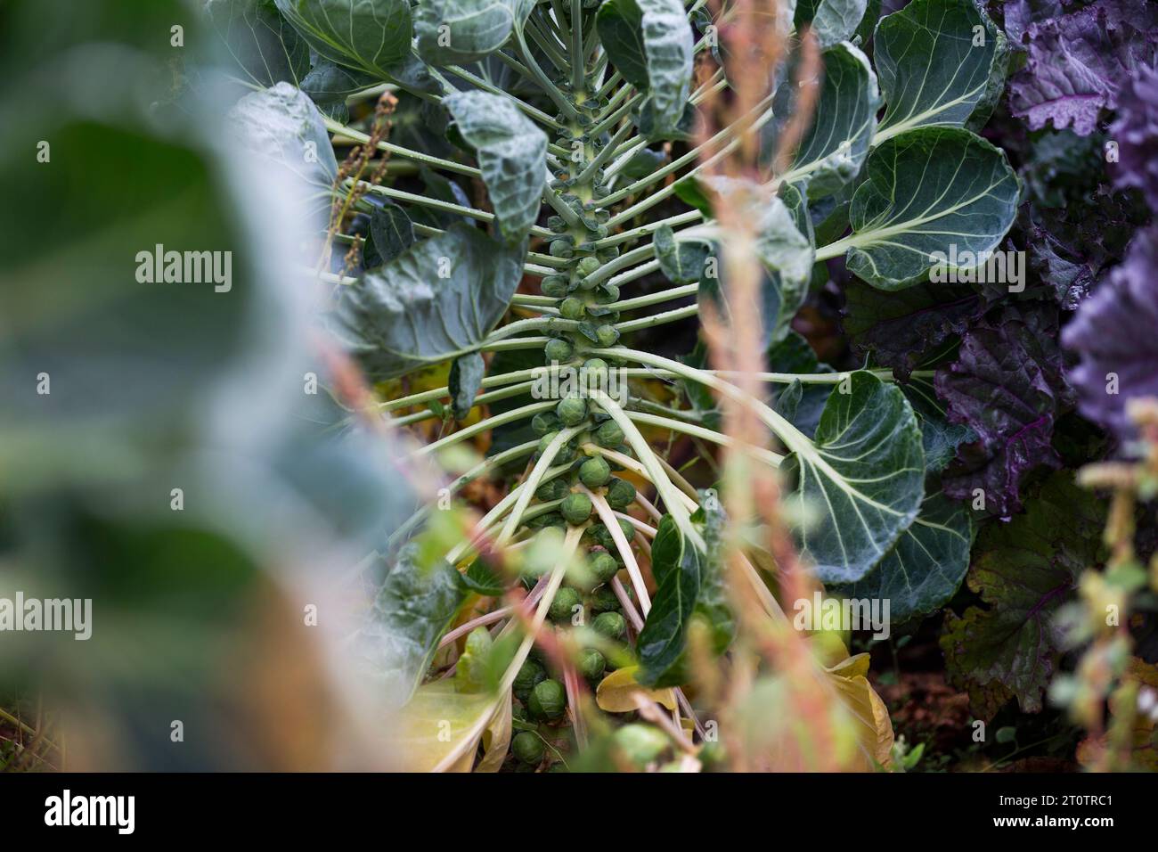 Darts Farm Topsham Devon Stockfoto