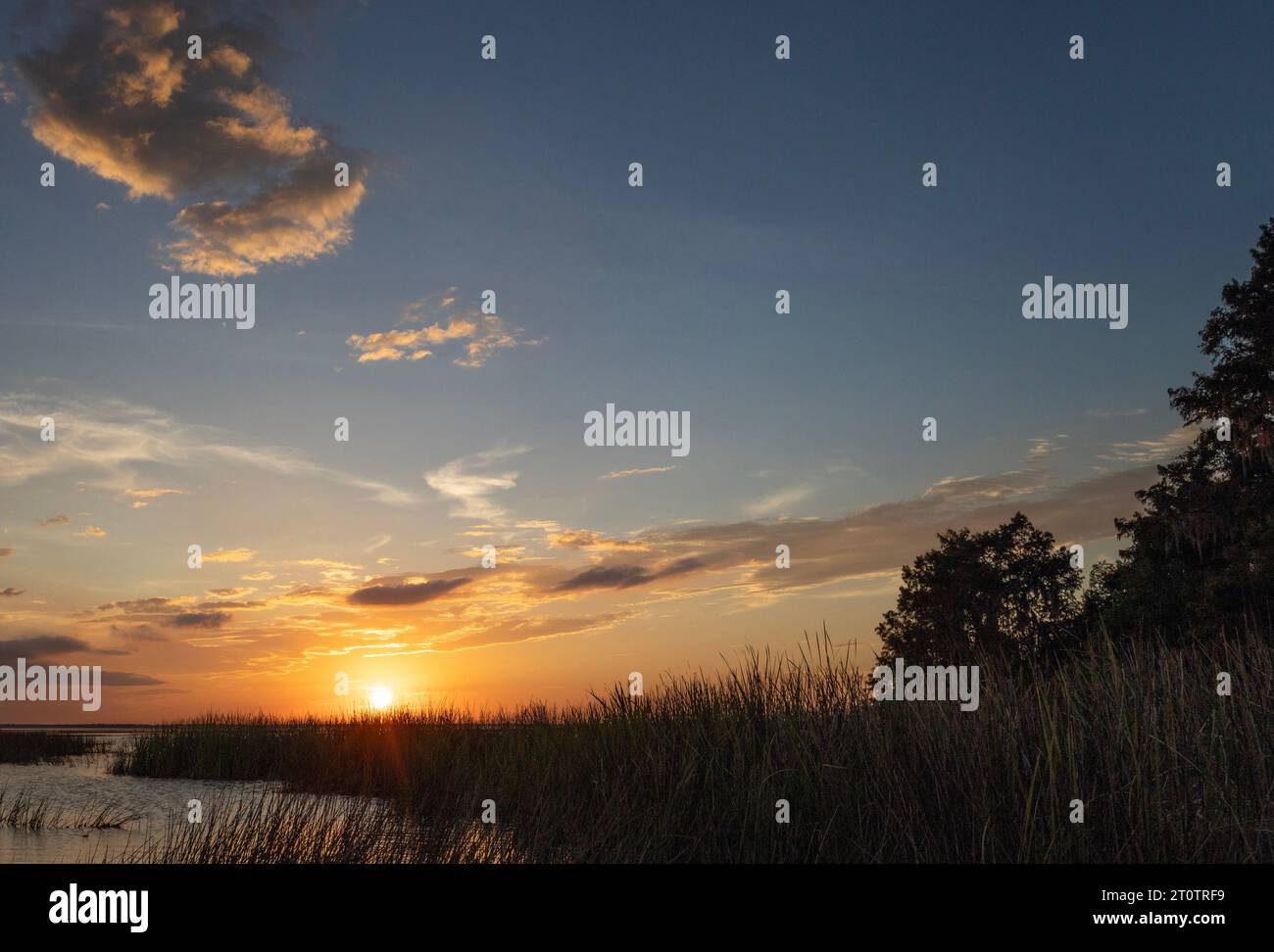 Sonnenuntergang durch die Vegetation entlang des Sees Stockfoto