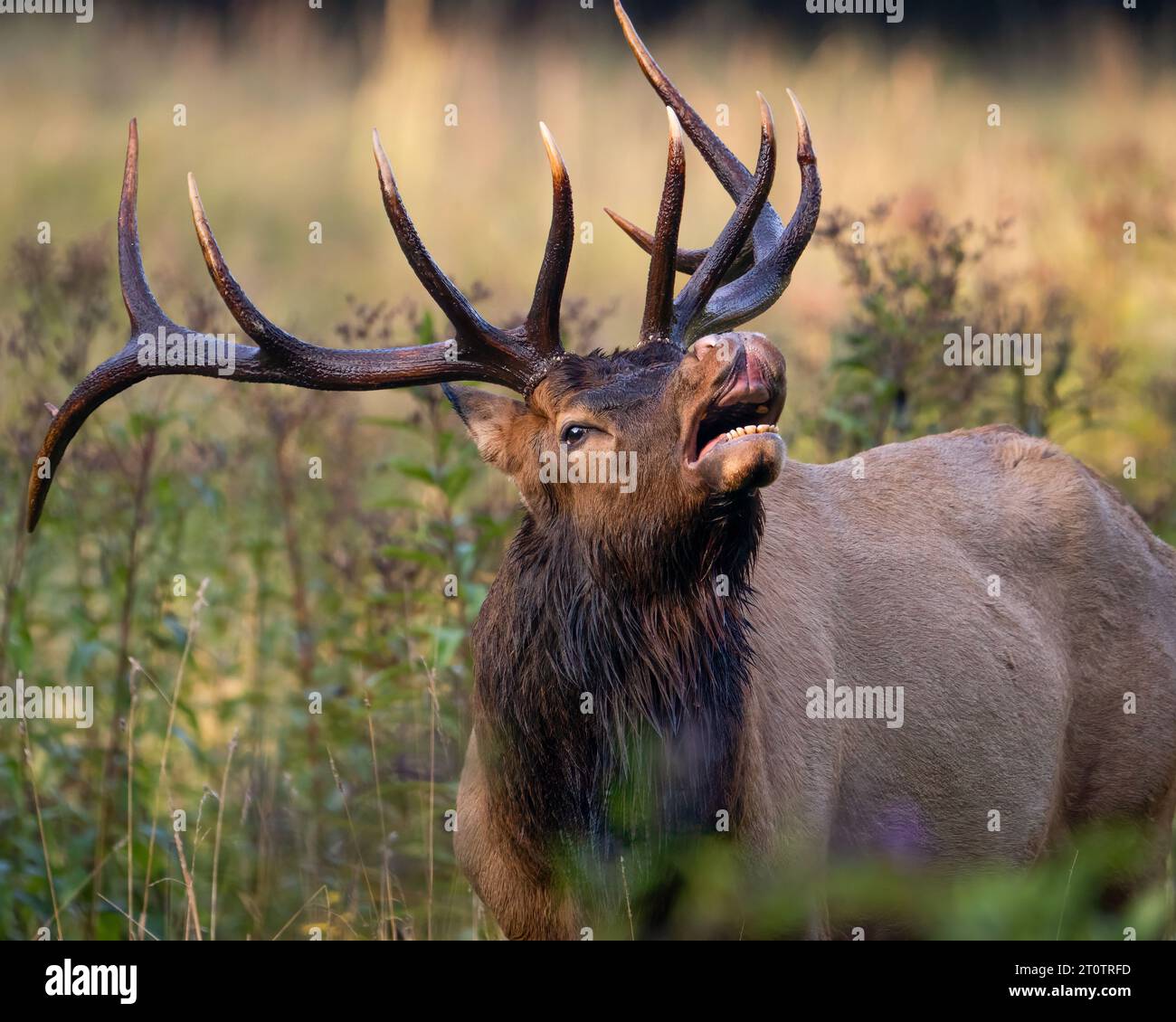 Ein Bullenelch Lip Curling Stockfoto