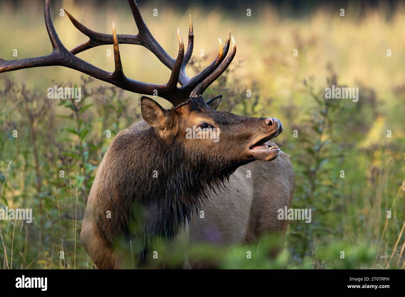 Ein Bullenelch Lip Curling Stockfoto