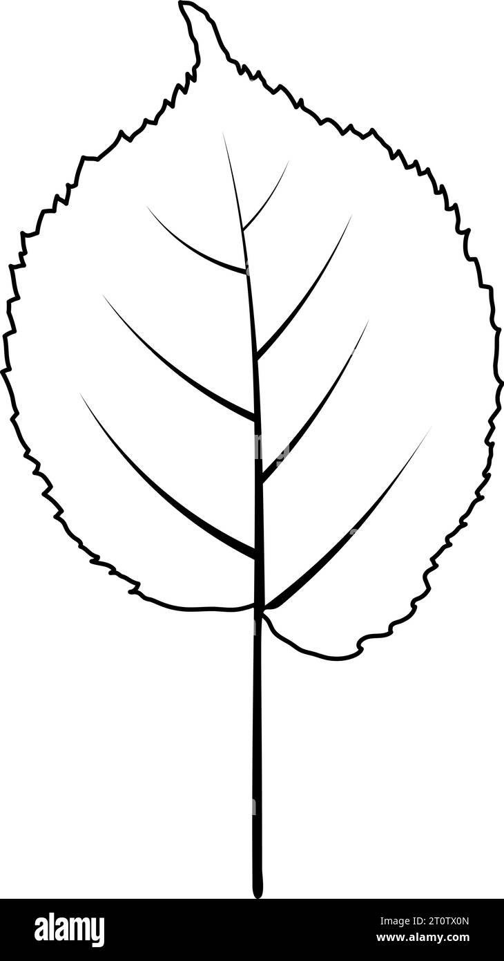 Herbstlindenblatt. Herbstlaub. Vektorabbildung. Stock Vektor