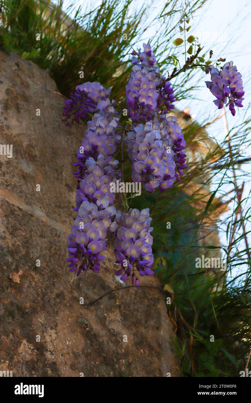 Wisteria frutescens, allgemein bekannt als amerikanische Glyzinien violette Blüten, die als Kletterrebe wachsen Stockfoto