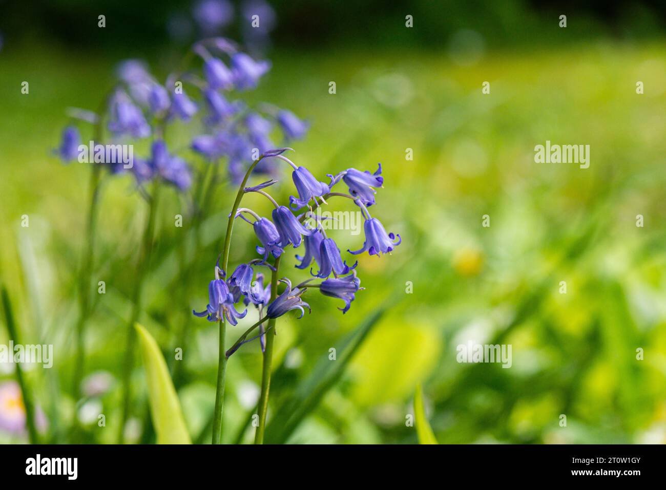 Gemeinsamen Bluebell (Hyacinthoides non-Scripta) Stockfoto