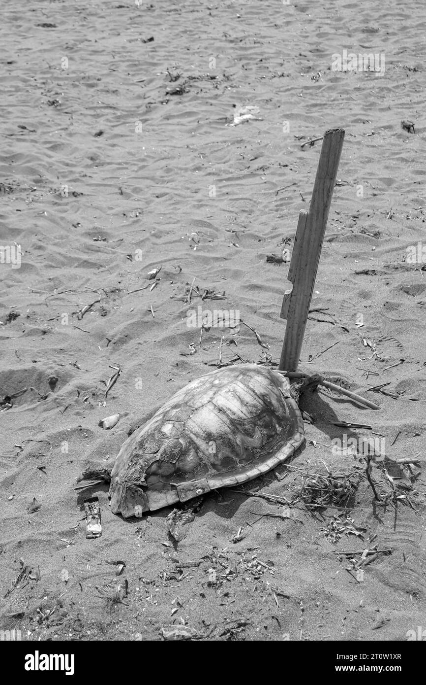 Die Schutzhülle der toten Schildkröten wurde am Prasonisi Beach zurückgelassen, einem Treffpunkt zwischen zwei Meeren in Schwarz-weiß Stockfoto