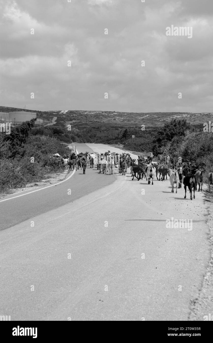 Mehrere Hausziegen laufen auf Asphalt, während sie auf Rhodos, Griechenland, eine Spur von Kot in Schwarz-weiß hinterlassen Stockfoto