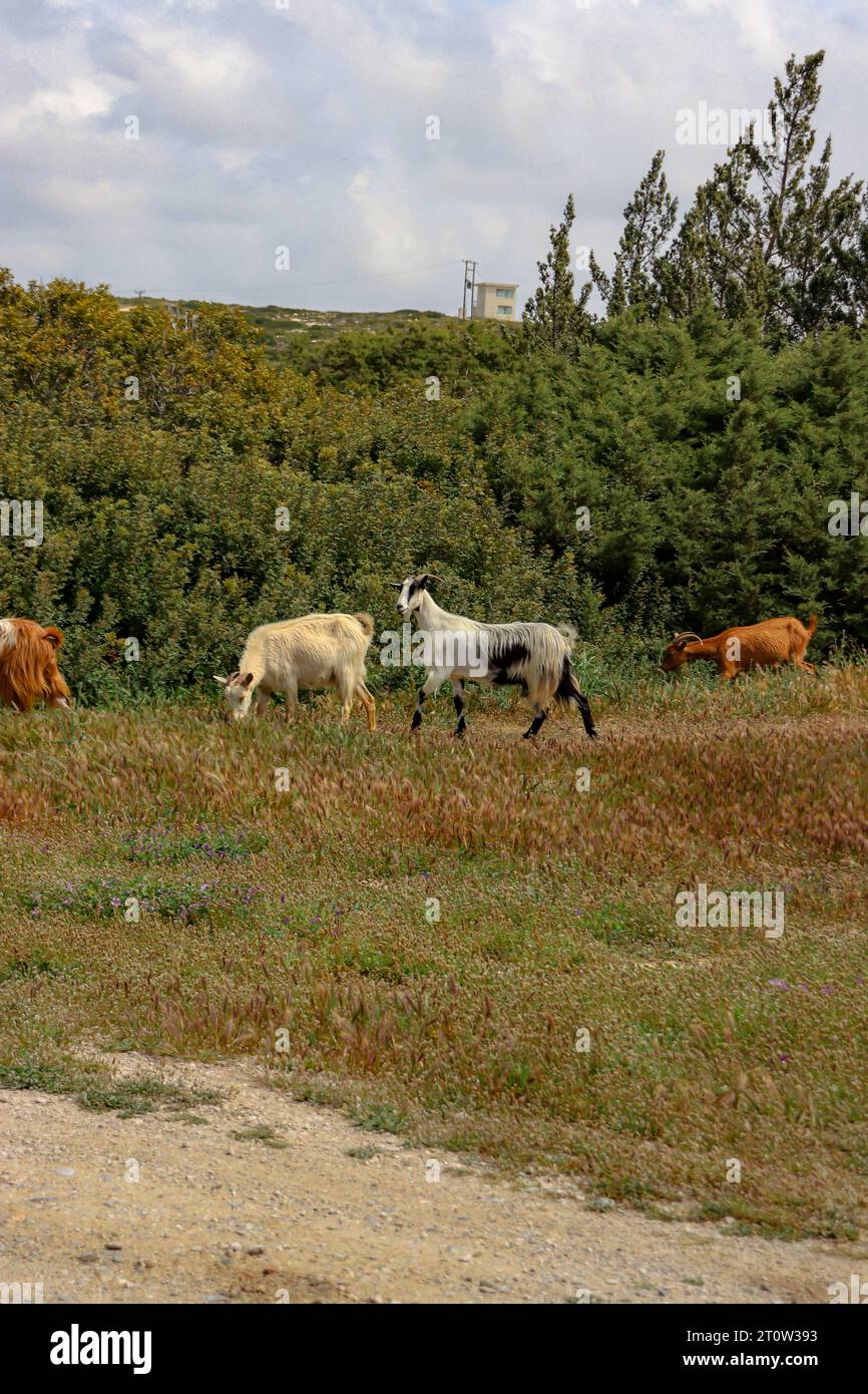 Mehrere Hausziegen laufen auf einem grünen Feld auf Rhodos, Griechenland Stockfoto