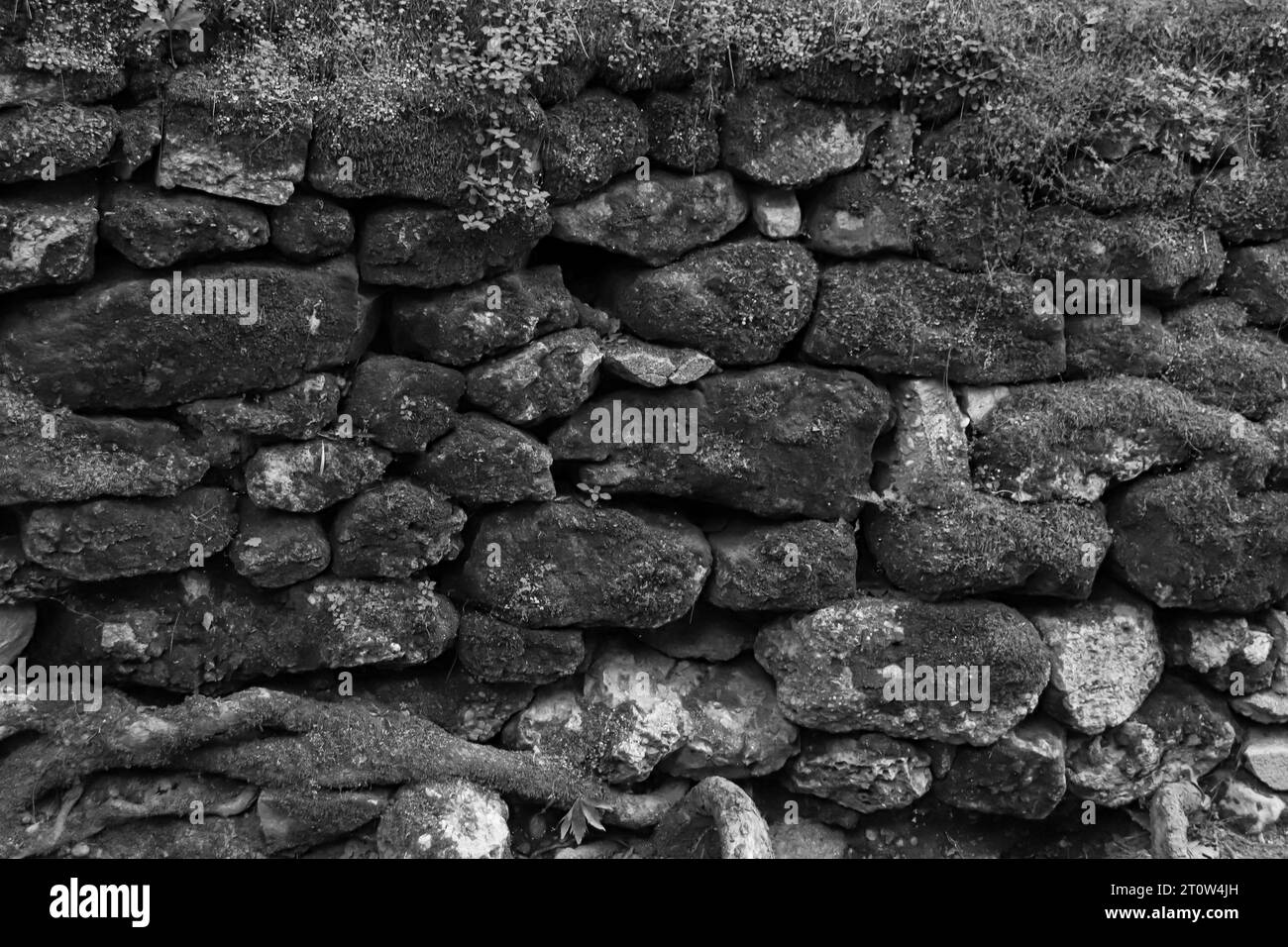 Abstrakte Hintergrundtextur der Steinmauer, bedeckt mit Moos in Schwarz-weiß Stockfoto