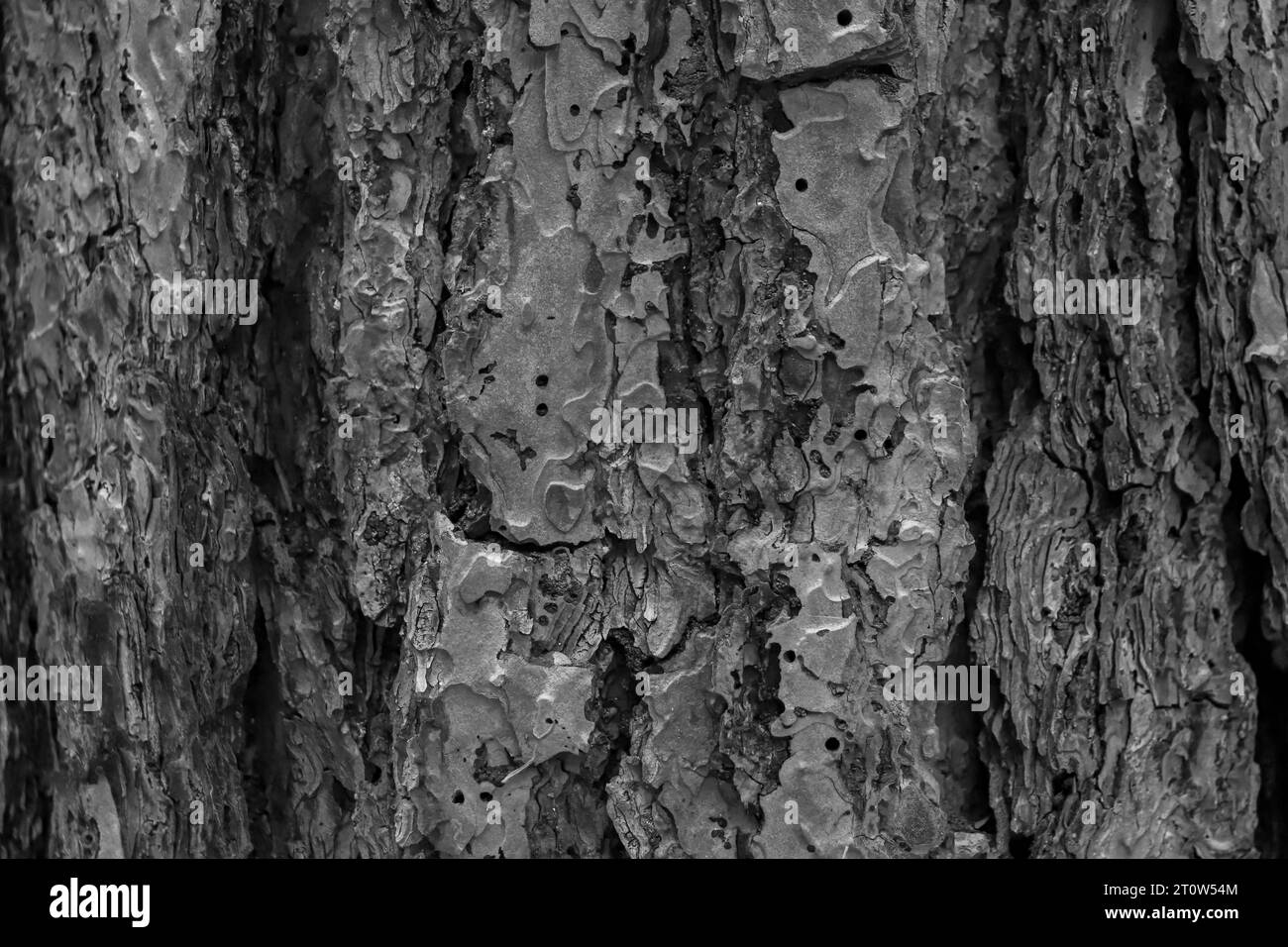 Schöne schwarz-weiße natürliche Hintergrund Baumstamm Rinde Haut Stockfoto