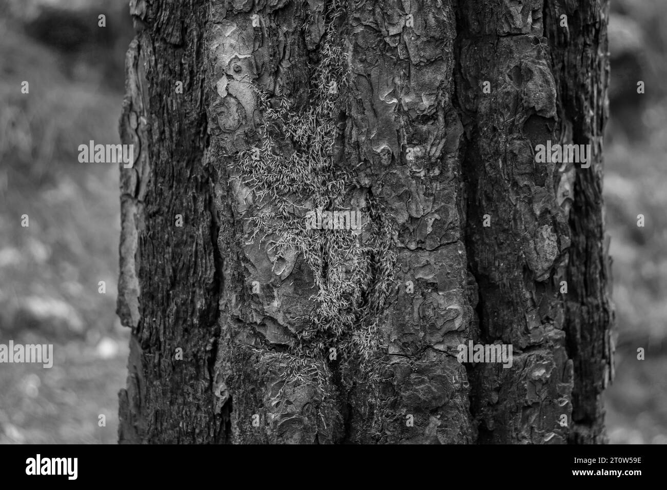 Schöne natürliche Hintergrund Baumstamm Rinde Haut mit Moosfleck in Schwarz-weiß Stockfoto