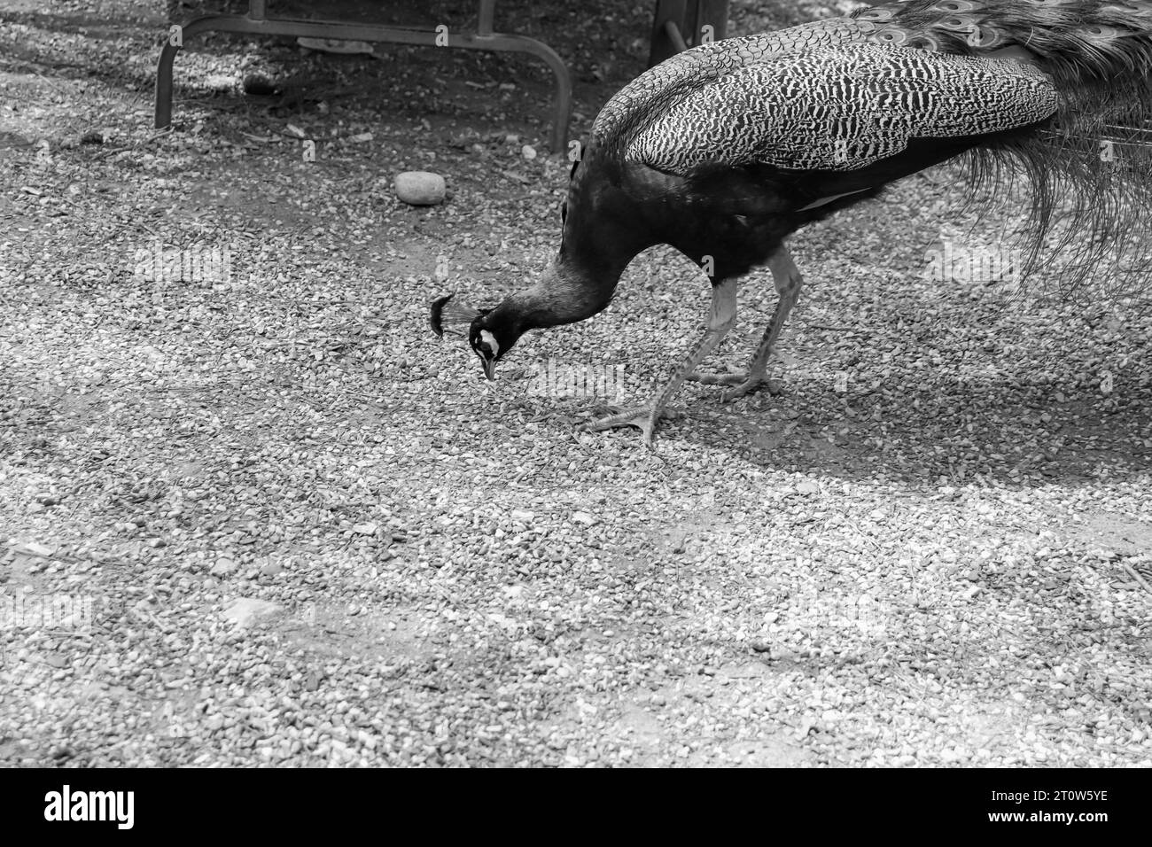 Peacock (Pfauze, Peachicken) essen vom Boden im berühmten Touristenpark Seven Springs (Epta Piges) in Schwarz-weiß Stockfoto