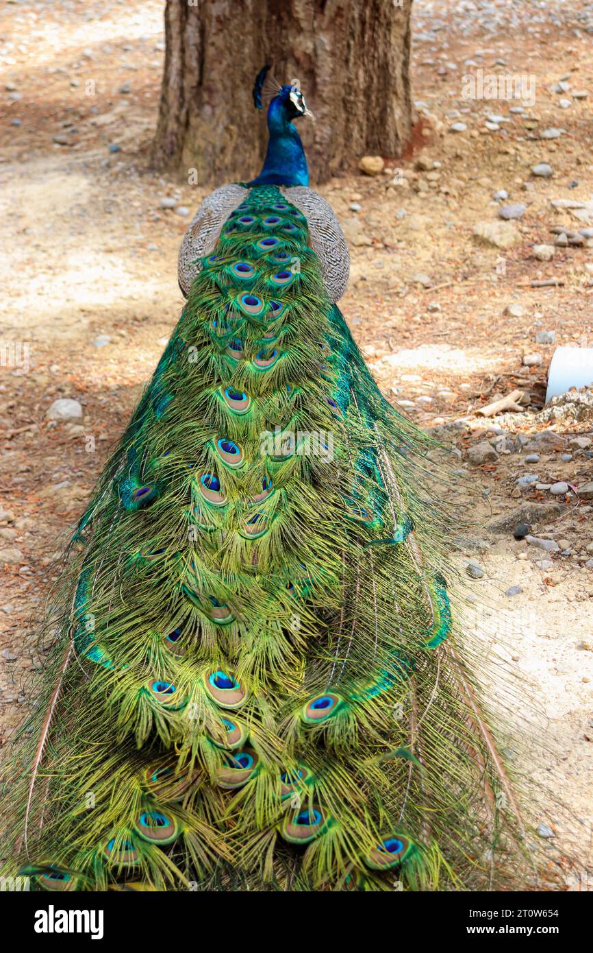 Peacock (Peafowl, Peachicken) Zugheck von hinten geschlossen im Seven Springs (Epta Piges) berühmten Touristenattraktionspark Stockfoto