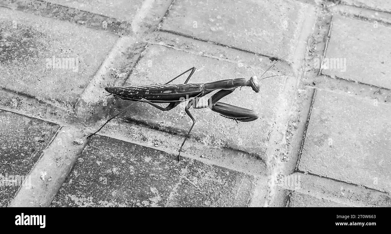 Mantis Religiosa auf dem Pflaster in Spanien. Schwarzweißbild. Stockfoto