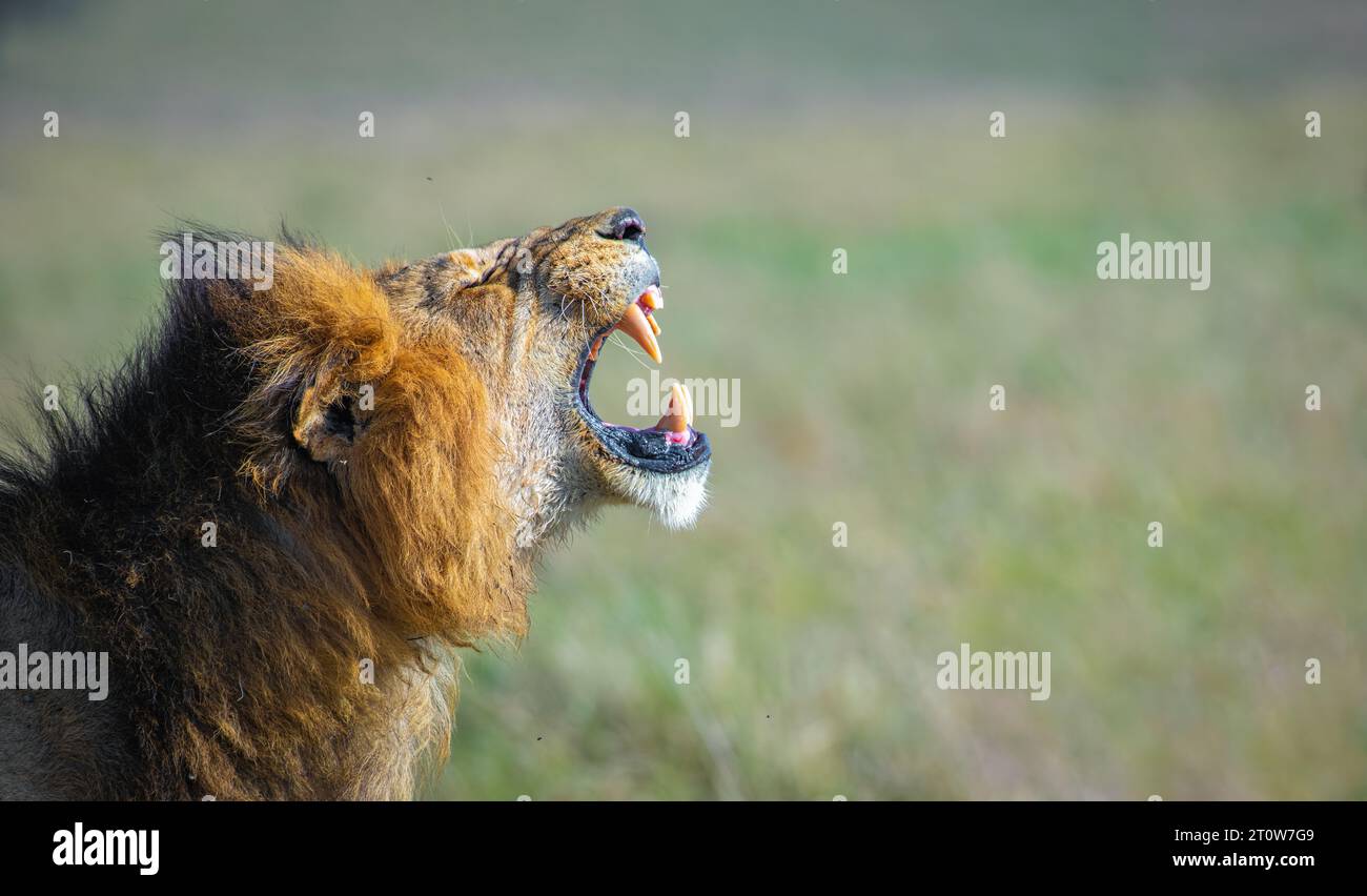 Afrikanischer Löwenkönig, König der Löwen, Mufasa: Der Löwenkönig Stockfoto