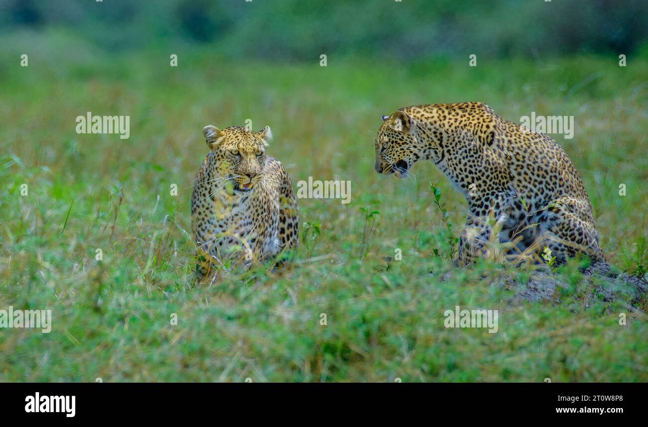 Leopard und Jungtier, Leopard mit Jungtier, afrikanische Leoparden, afrikanischer Leopard mit Jungtier, afrikanischer Leopard Stockfoto