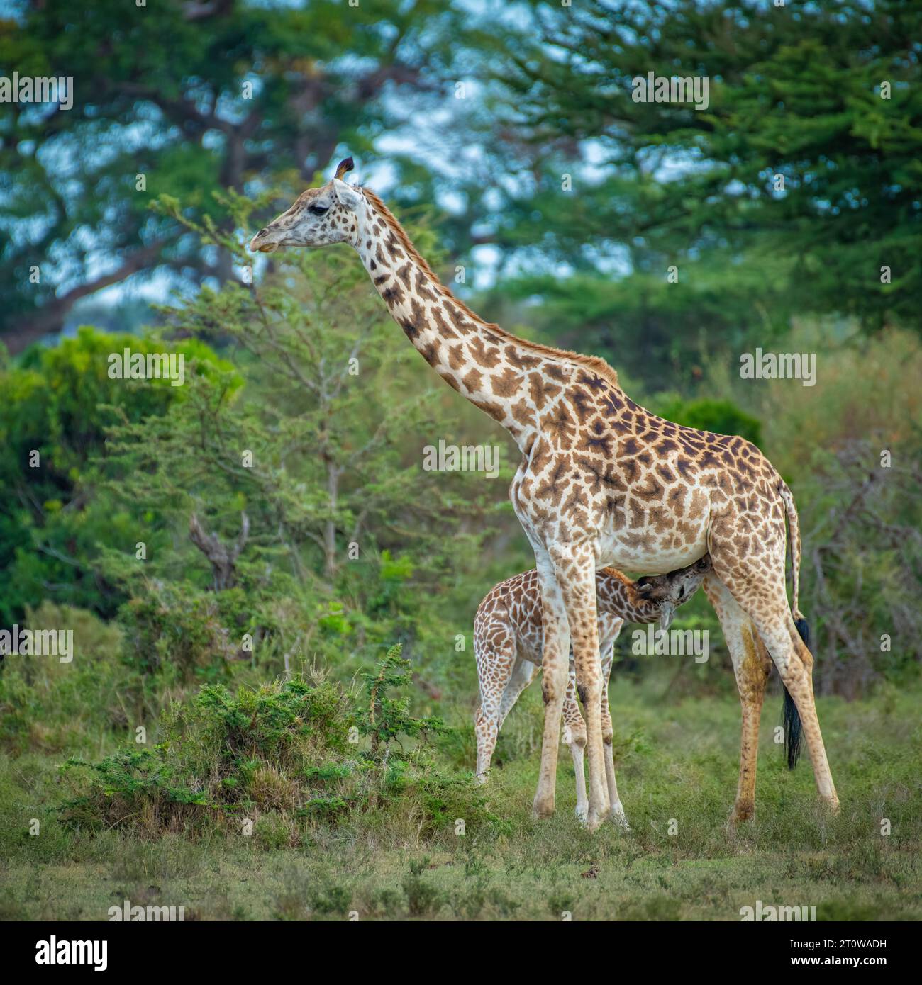 Afrikanische Giraffe, Nigergiraffe oder nigerianische Giraffe, westafrikanische Giraffe Stockfoto