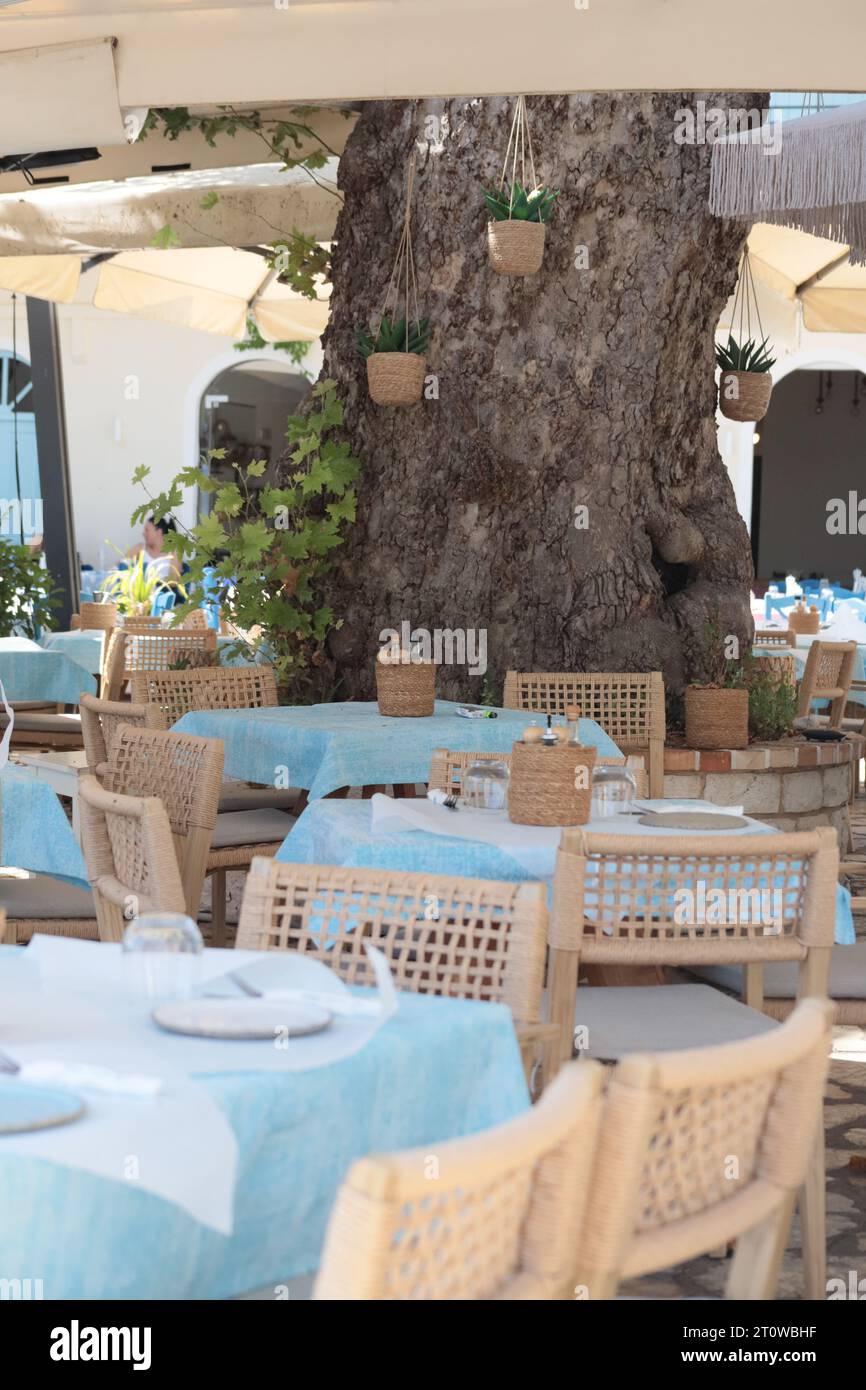 Ein hübscher Essbereich im Freien einer griechischen Taverna, der am Fuße eines alten Baumstamms liegt. Es gibt Tische, die mit blauen Tüchern und Weidenstühlen bedeckt sind. Stockfoto