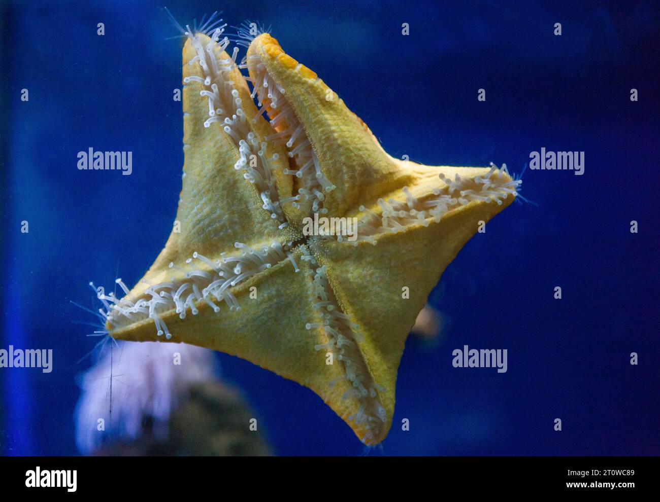 Peltaster Plazenta, der aus dem Mittelmeer stammende Stern Stockfoto