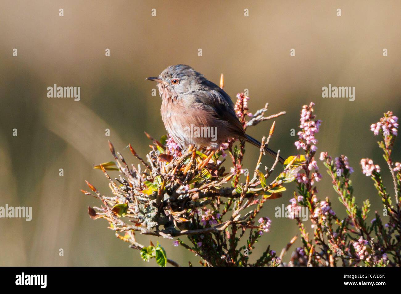 Dartford Warbler, Sylvia Undata, Sussex, Großbritannien Stockfoto