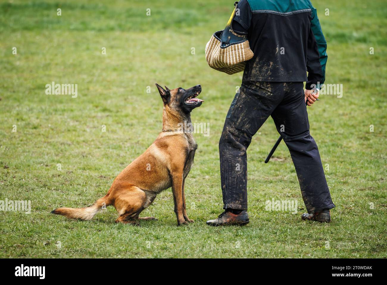Belgische malinois arbeiten mit einem Polizeihund-Handler. Tiergehorsamstraining Stockfoto
