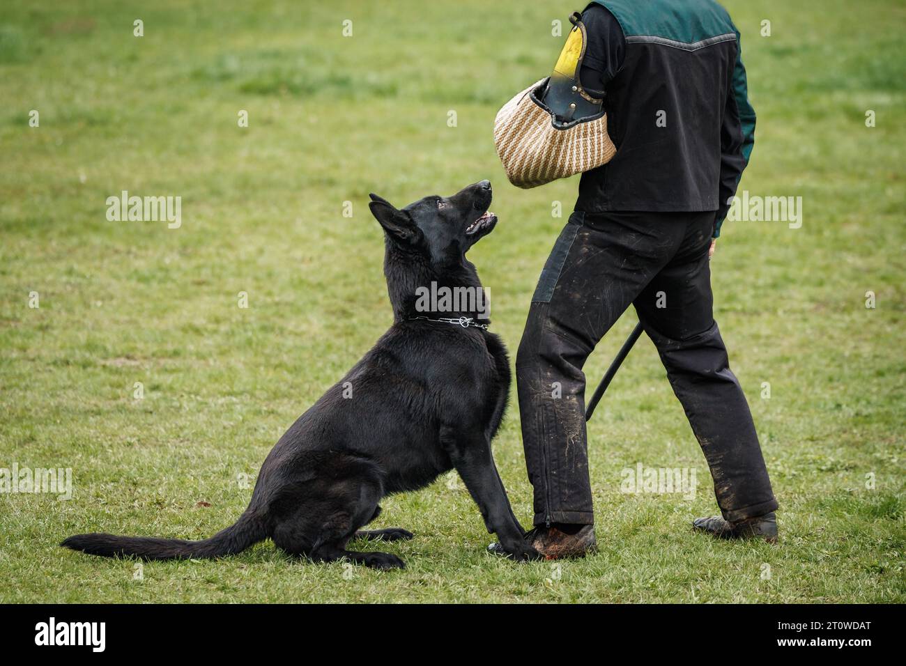 Schwarzer deutscher Schäferhund, der Biss- und Verteidigungsarbeit mit Polizeihundeführer macht. Tiergehorsamstraining Stockfoto