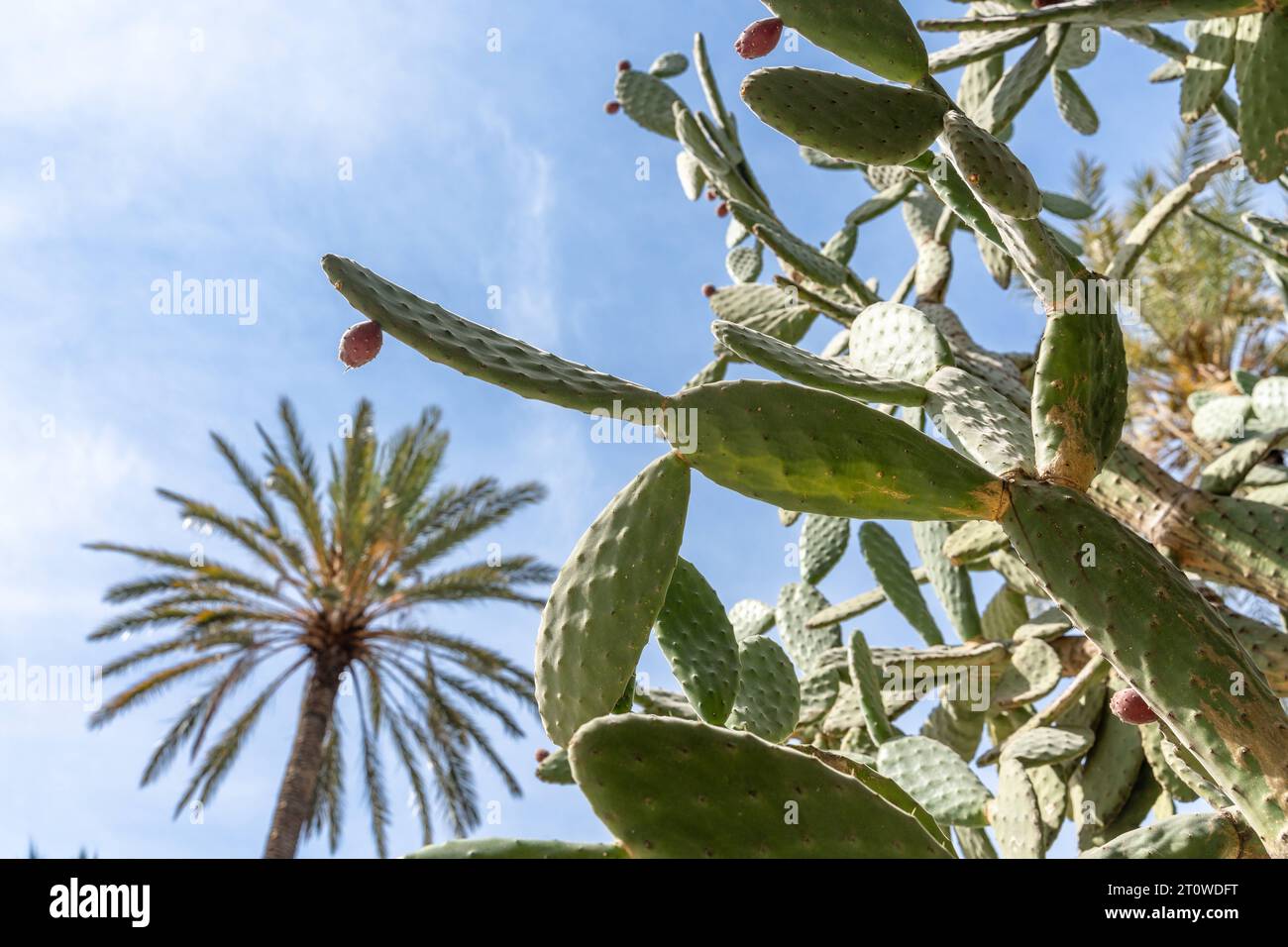 14. März 2023: Kaktuspflanze gegen blauen Himmel *** Kaktus Pflanze vor blauem Himmel Credit: Imago/Alamy Live News Stockfoto