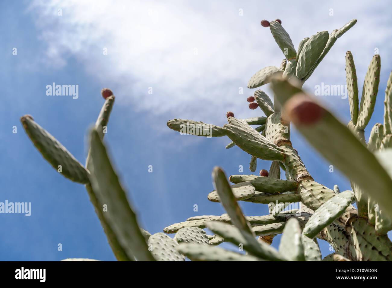 14. März 2023: Kaktuspflanze gegen blauen Himmel *** Kaktus Pflanze vor blauem Himmel Credit: Imago/Alamy Live News Stockfoto