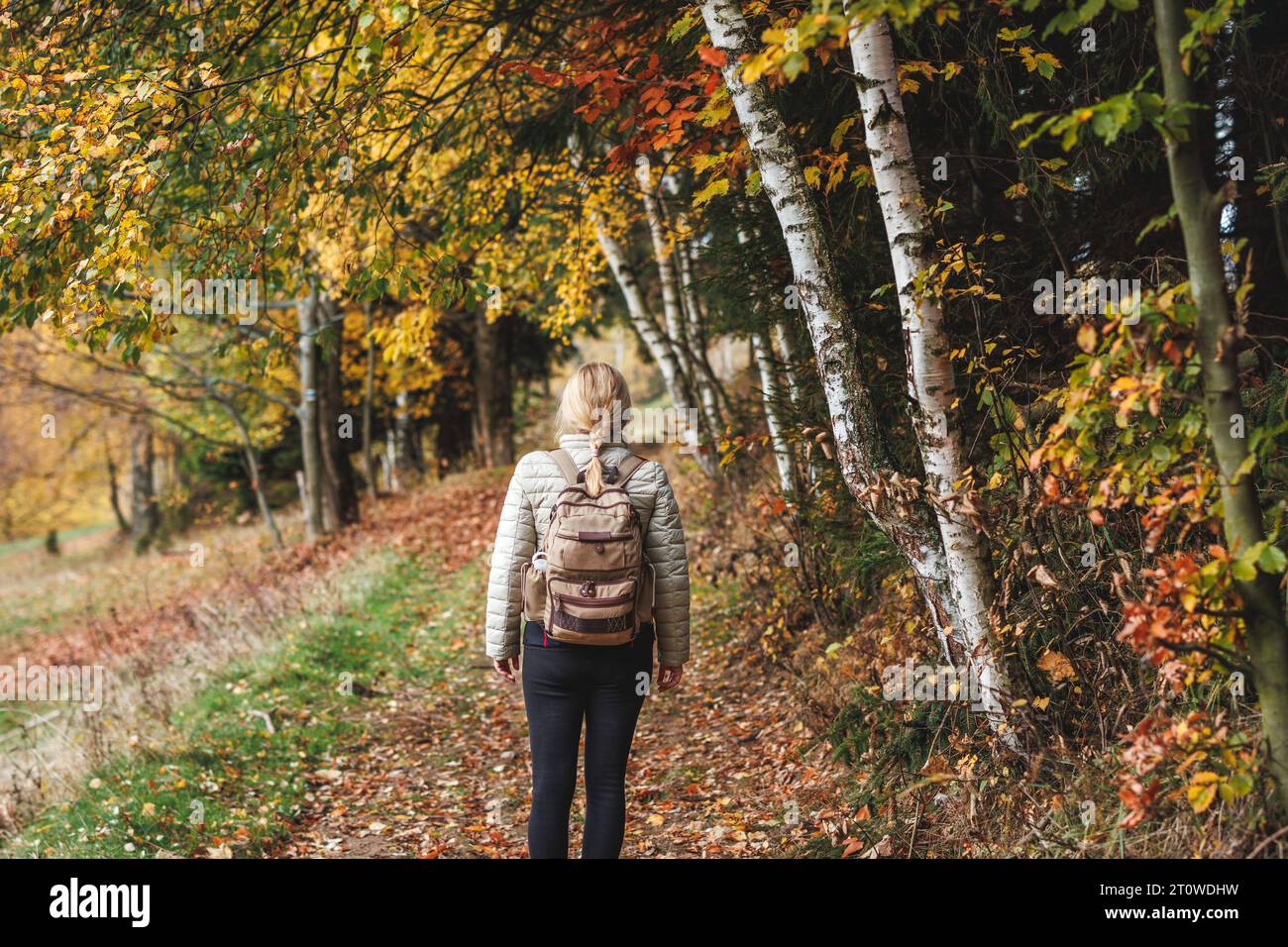 Frau wandert auf Wanderwegen im Herbstwald. Alleintourismus und Ökotourismus Stockfoto