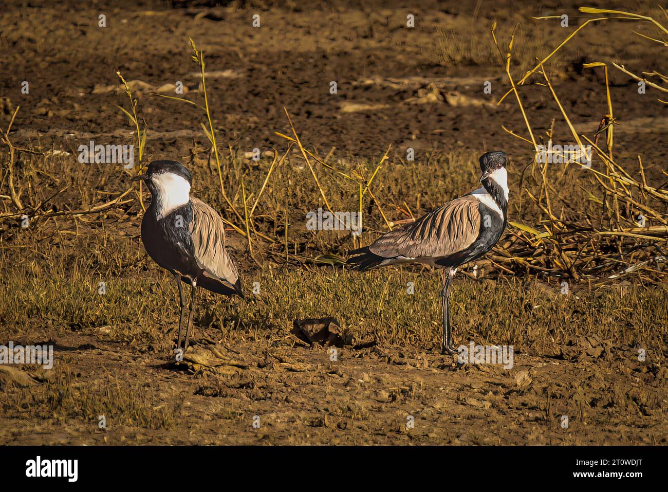 Ein Paar Sporengeflügelte Kiebitze im Großen Grabenbruch, Äthiopien. Stockfoto